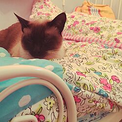 ベッド周り/ぶさ猫❤︎/猫のインテリア実例 - 2016-03-18 17:27:27
