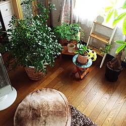 部屋全体/観葉植物のインテリア実例 - 2017-03-28 11:45:55