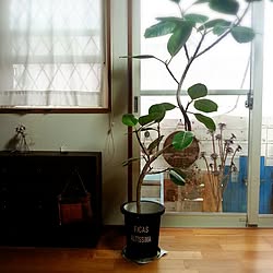 男前も可愛いも好き/関西好きやねん会/観葉植物/ステンシル/カッティングシート...などのインテリア実例 - 2014-06-18 16:41:05