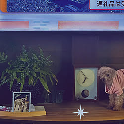 ポストカード/時計/テレビ台/犬との暮らし/棚のインテリア実例 - 2023-06-13 07:36:39