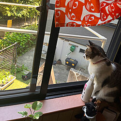 IKEA猫柄カーテン/外にいる猫中にいる猫/黒猫ミースケ/ねこのいる風景/白キジのん...などのインテリア実例 - 2022-05-24 14:02:51