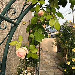 玄関/入り口/バラが咲いた♪/前庭のインテリア実例 - 2018-05-16 07:23:57