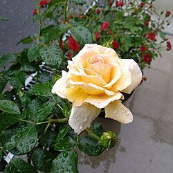 玄関/入り口/バラ/テレトン/鉢植えの花のインテリア実例 - 2024-05-10 09:02:52