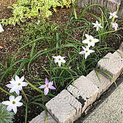 玄関/入り口/花壇DIY/2018.5.12☀️/植物/グリーン...などのインテリア実例 - 2018-05-12 22:37:36