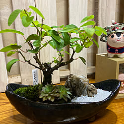 盆栽風/生花のある暮らし/観葉植物/ハンドメイド/玄関/入り口のインテリア実例 - 2021-09-05 06:27:22