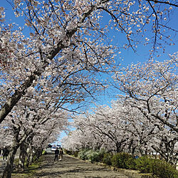 桜/近くの並木道/春のインテリア実例 - 2022-04-03 16:55:16