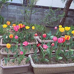 玄関/入り口/チューリップ/お花のインテリア実例 - 2015-04-19 14:04:06