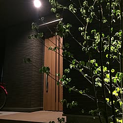 玄関/入り口/ライトアップ/シンボルツリー/ヤマボウシのインテリア実例 - 2017-06-06 20:08:37