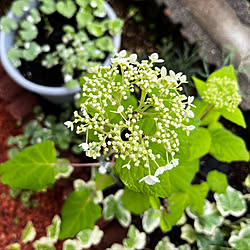 挿木/小さな花壇/花壇/花のある暮らし/紫陽花アナベル...などのインテリア実例 - 2022-06-22 08:04:39