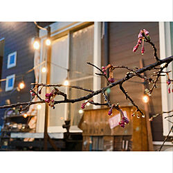 庭/枝垂れ桜/花のある暮らし/JUNK/手作りの庭...などのインテリア実例 - 2020-03-28 18:36:49