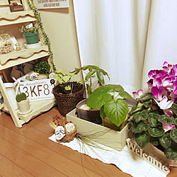 部屋全体/シェルフ棚/シクラメン鉢植え/ベルメゾンの折りたためるラック/かんたんに折りたためるラック...などのインテリア実例 - 2018-02-01 17:32:31