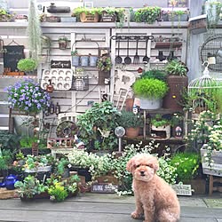 部屋全体/多肉植物/多肉の寄せ植え/多肉リース/わんこと暮らす家...などのインテリア実例 - 2016-05-05 07:52:00