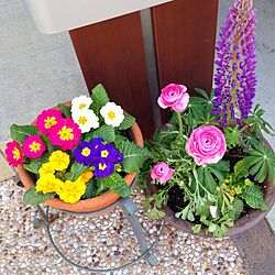 玄関/入り口/寄せ植え/花のインテリア実例 - 2016-03-05 07:20:11
