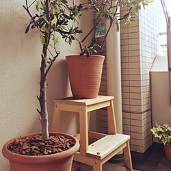 リビング/ベランダ/IKEA/観葉植物/オリーブの木のインテリア実例 - 2017-05-06 09:52:48
