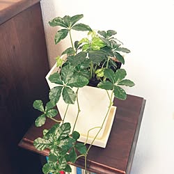 リビング/植物/日替わり投稿企画!木曜日/｢いいね｣押し逃げゴメンなさい/いいね、コメント ありがとうございます♡...などのインテリア実例 - 2017-06-08 13:10:59