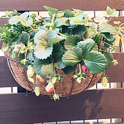 玄関/入り口/ワイルドストロベリー栽培/アイビー/寄せ植え初心者/観葉植物...などのインテリア実例 - 2024-03-10 18:10:38