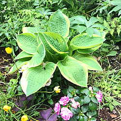 壁/天井/植物のある暮らし/ギボウシ★/５月１日/見て頂いて、ありがとうございます。...などのインテリア実例 - 2018-05-01 09:38:18