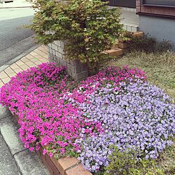 玄関/入り口/花壇/芝桜のインテリア実例 - 2015-04-12 10:48:00