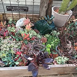 多肉植物のインテリア実例 - 2017-02-24 15:43:12