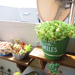 多肉植物/多肉植物　寄せ植え/多肉棚　DIY/ミルクゥージ/部屋全体...などのインテリア実例 - 2017-05-01 11:32:52