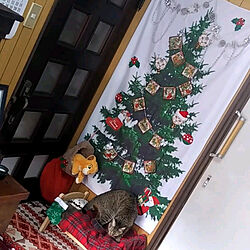 リビング/クリスマス/ツリータペストリー/IKEA人形用ベッド/猫と暮らす...などのインテリア実例 - 2019-12-15 11:13:23