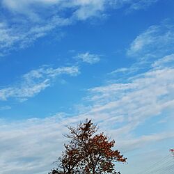 壁/天井/綺麗な空を私も撮りたくて❗/桜の木/寒いです。/Blue Cloverのインテリア実例 - 2016-11-26 14:48:16