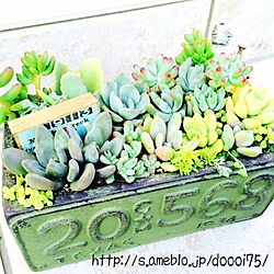 玄関/入り口/多肉植物/多肉寄せ植え/植物/寄せ植え...などのインテリア実例 - 2015-02-11 16:18:50