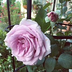 机/ブルームーン/机ではありません。/薔薇が好き/手作りの庭...などのインテリア実例 - 2017-06-10 07:12:49