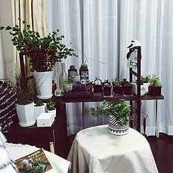 リビング/グリーンのある暮らし/植物のある暮らし/白黒グレー/観葉植物...などのインテリア実例 - 2016-03-28 20:58:34