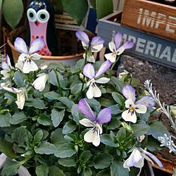 部屋全体/植物のある暮らし/いいね♪いつもありがとうございます❤️/雑貨大好き♡/賃貸でも楽しく♪...などのインテリア実例 - 2017-02-03 07:54:33