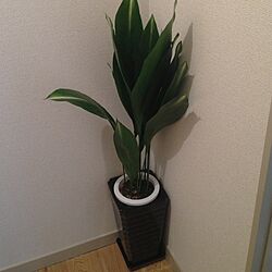 玄関/入り口/植物のインテリア実例 - 2013-03-26 08:10:40