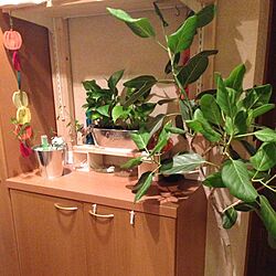 玄関/入り口/お気に入り☻/ディアウォール DIY/観葉植物/DIY...などのインテリア実例 - 2016-11-25 00:55:41