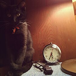 ベッド周り/くろねこ/黒猫/DULTON/ダルトンの時計...などのインテリア実例 - 2015-12-25 09:09:55