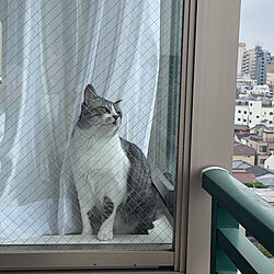 窓と猫の物語2021withYKKAP/ベッド周りのインテリア実例 - 2021-11-17 19:55:27