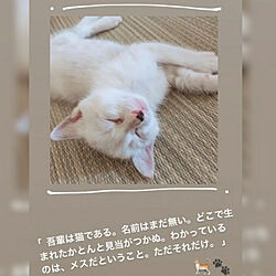 保護猫→家猫/部屋全体のインテリア実例 - 2020-06-10 20:47:01