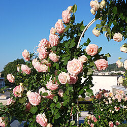 玄関/入り口/rose/ばらの花/薔薇のある暮らし/薔薇が好き♡...などのインテリア実例 - 2022-05-26 12:06:52