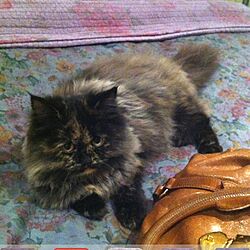 ベッド周り/ZARA HOME/My Cat Levyのインテリア実例 - 2012-12-05 02:06:45