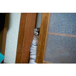 tomochan家/猫/おじゃましました。/1/3のインテリア実例 - 2013-09-20 08:25:59