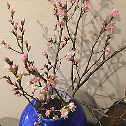 お花見気分/青い花瓶に/桃色は春の色/花を飾る/季節を感じる暮らし...などのインテリア実例 - 2023-02-11 21:03:28