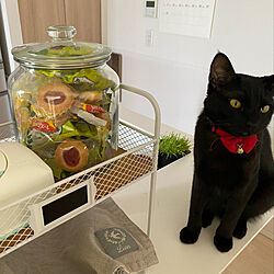 黒猫/IKEA/お菓子収納/natural kitchen/猫...などのインテリア実例 - 2021-02-27 14:44:47