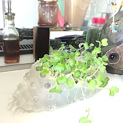 棚/植物/ジブリのインテリア実例 - 2013-04-22 09:58:04