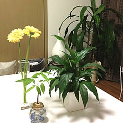 リビング/植物のインテリア実例 - 2012-11-30 00:46:29