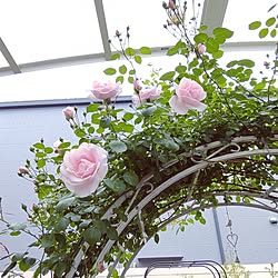 玄関/入り口/花のある暮らし/ニュードーン/真珠色の花弁/香りも良い薔薇...などのインテリア実例 - 2023-05-04 13:00:27