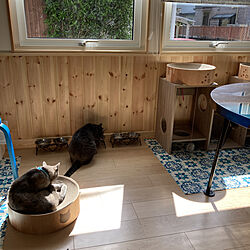 スウェーデンハウスの暮らし/ダイバーの家/スウェーデンハウス /ねこのいる日常/猫のための家...などのインテリア実例 - 2021-05-02 08:47:04