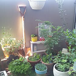 部屋全体/ベランダガーデン/植物/観葉植物/多肉植物...などのインテリア実例 - 2014-08-21 11:15:41