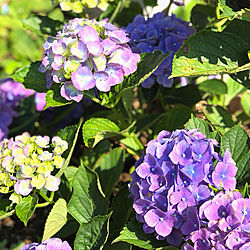 玄関/入り口/6月22日/庭先で/紫陽花/紫陽花好き...などのインテリア実例 - 2018-06-22 08:14:03