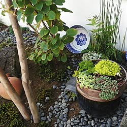 玄関/入り口/和/観葉植物/リメイクのインテリア実例 - 2014-09-14 09:30:53