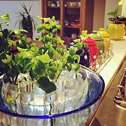 キッチン/キッチン周りにグリーンを/花挿し/観葉植物のインテリア実例 - 2015-09-06 21:47:26