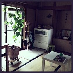 部屋全体/IKEA/植物のインテリア実例 - 2013-08-25 18:09:17