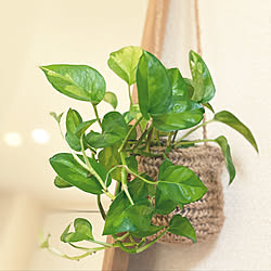 ポトス/観葉植物/ナチュラル/ホワイトインテリア/GREENのある暮らし...などのインテリア実例 - 2020-09-15 13:40:40